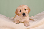 Golden Retriever Welpe