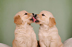 2 Golden Retriever Welpen