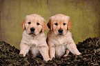 2 Golden Retriever Welpen