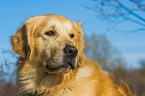 Golden Retriever Portrait