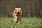 apportierender Golden Retriever