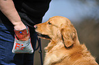 Golden Retriever Portrait