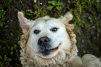 Golden Retriever Portrait