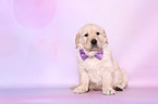 Golden Retriever Welpe