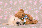 Golden Retriever Welpe