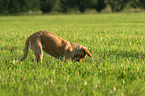 junger Golden Retriever