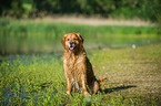 sitzender Golden Retriever