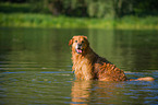 badender Golden Retriever