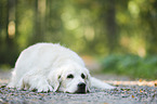 liegender Golden Retriever