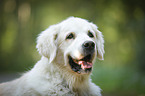 Golden Retriever Portrait