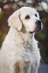 Golden Retriever Portrait