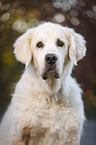 Golden Retriever Portrait