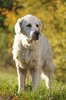 stehender Golden Retriever