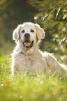 liegender Golden Retriever