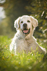 liegender Golden Retriever