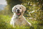 liegender Golden Retriever