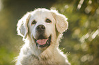 Golden Retriever Portrait