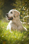 liegender Golden Retriever