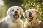 2 Golden Retriever