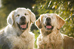 2 Golden Retriever