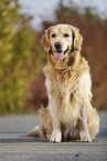 sitzender Golden Retriever