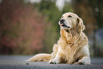 liegender Golden Retriever