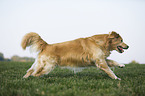 rennender Golden Retriever