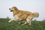 rennender Golden Retriever