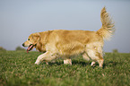 laufender Golden Retriever