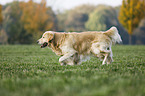 laufender Golden Retriever