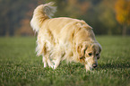 laufender Golden Retriever