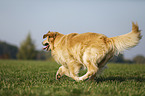 rennender Golden Retriever