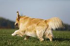 rennender Golden Retriever