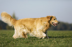 laufender Golden Retriever