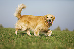 laufender Golden Retriever