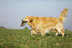 spielender Golden Retriever