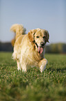laufender Golden Retriever