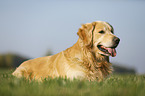 liegender Golden Retriever