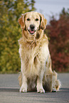 sitzender Golden Retriever