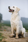 sitzender Golden Retriever