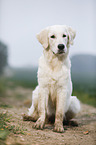 sitzender Golden Retriever