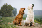 Golden Retriever und English Cocker Spaniel