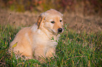 sitzender Golden Retriever Welpe