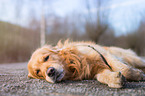 liegender Golden Retriever