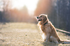 sitzender Golden Retriever