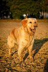 stehender Golden Retriever