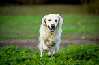 rennender Golden Retriever