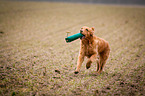 rennender Golden Retriever