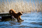 Golden Retriever springt ins Wasser