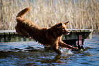 Golden Retriever springt ins Wasser